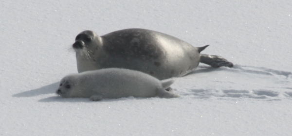 Caspian seal mother and pup