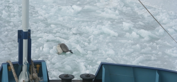 Caspian seal mother and pup in the path of an icebreaker